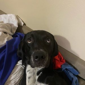 Meet your Posher, Dylan